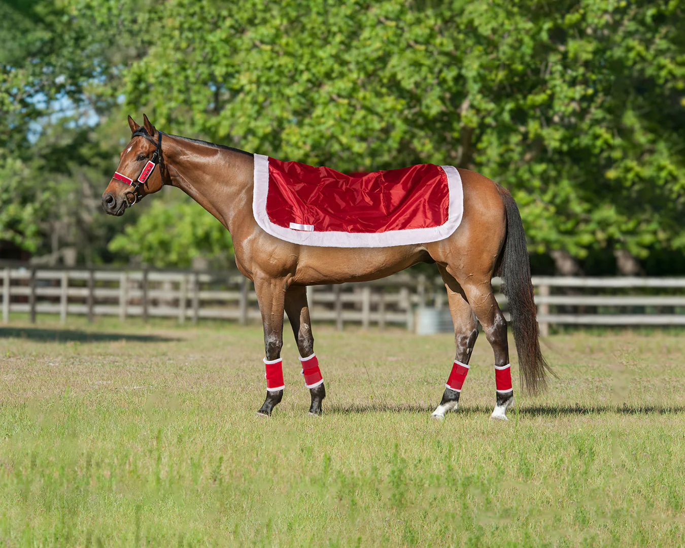 STC Christmas Horse Riding Set - Santa Hat, Quarter Sheet, Leg Wraps, 3 Piece Bridle Set