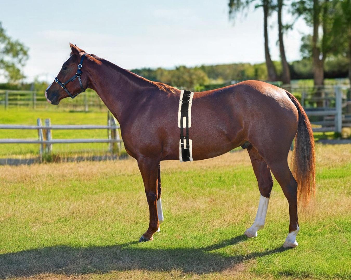 Equi-Prene Lunge Training Surcingle - Image 5