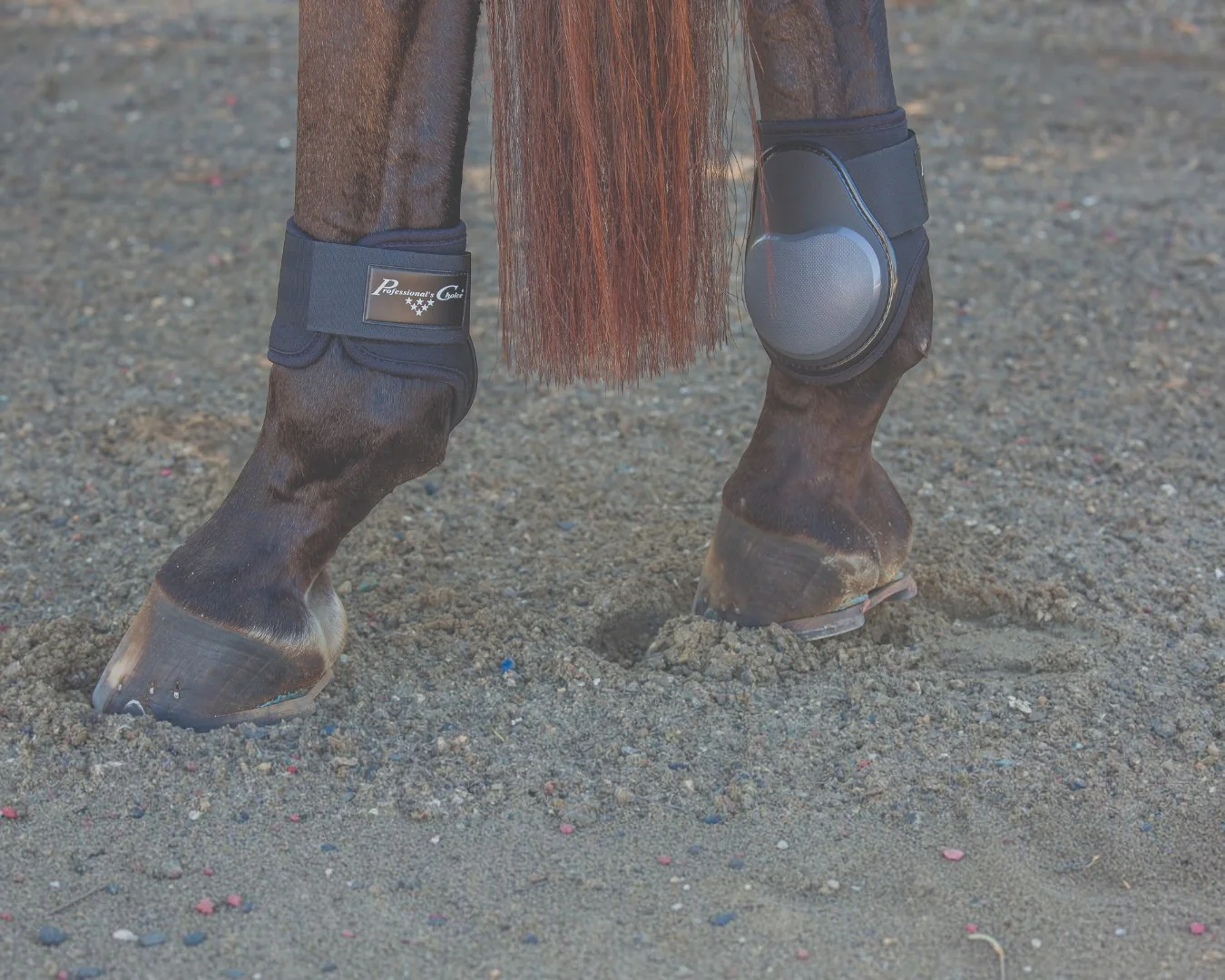 Pro Choice Performance Fetlock Boots